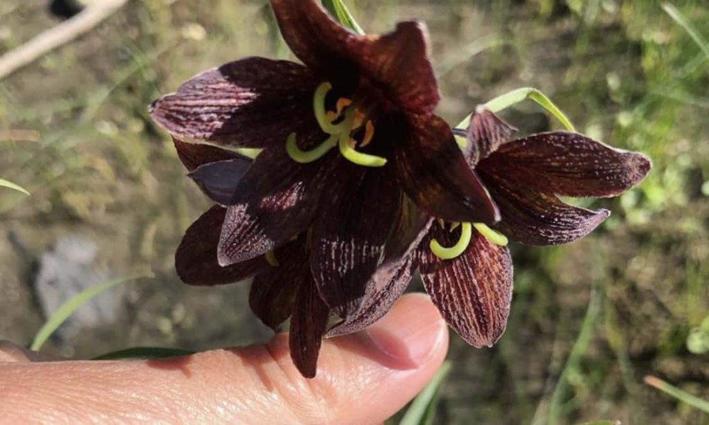 Photo by Leigh Joseph