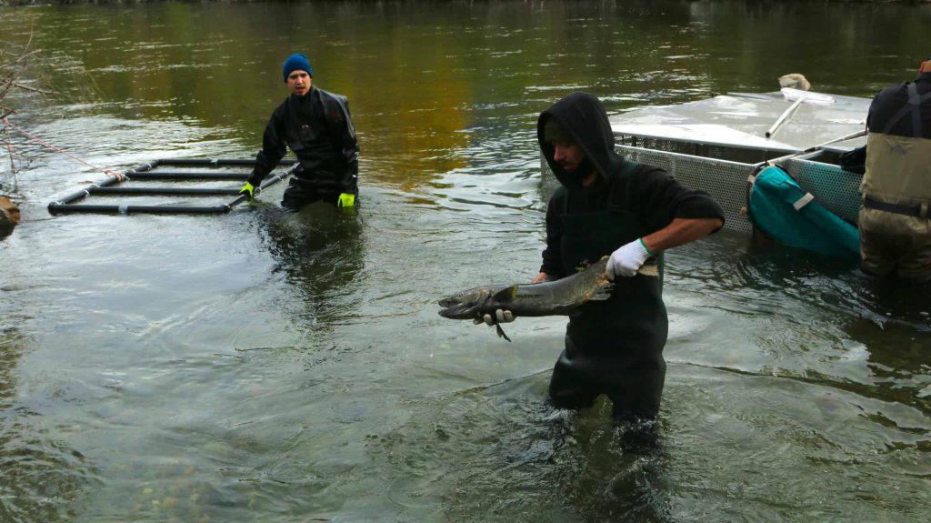 sockeye salmon to okanagan