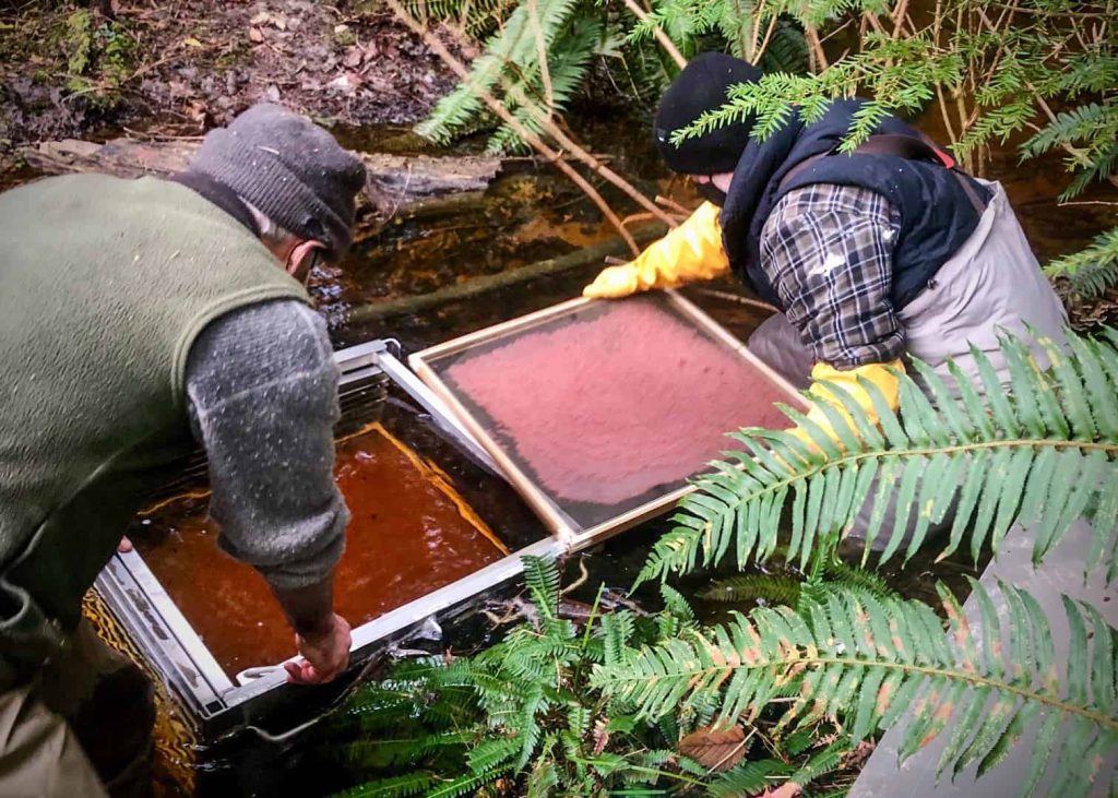 Rebuilding salmon stocks in Klahoose and Tla'amin Nations.
