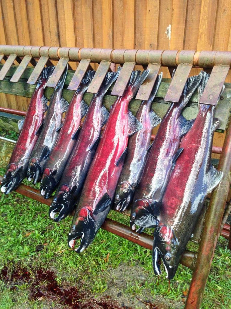 Rebuilding salmon stocks in Klahoose and Tla'amin Nations.