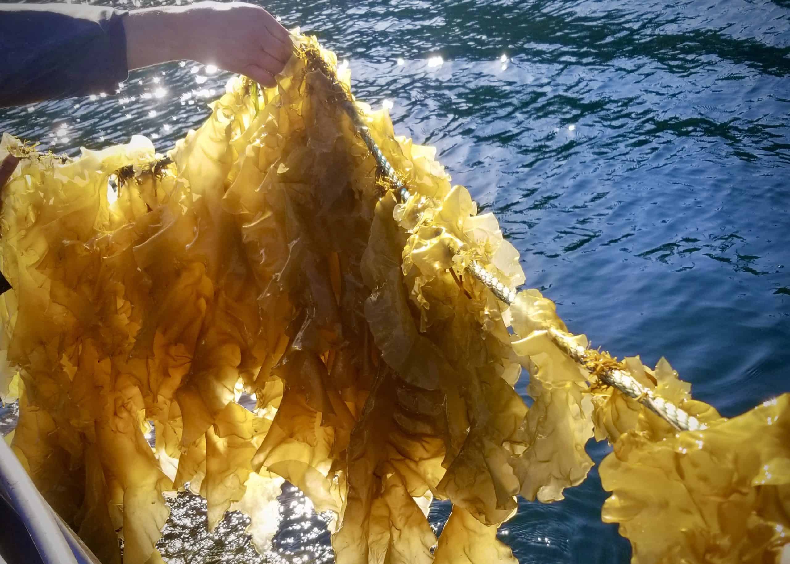 Kelp farming as a climate solution on Cortes Island