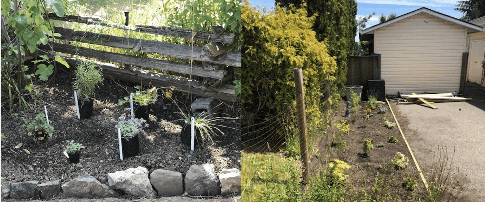 medicine garden