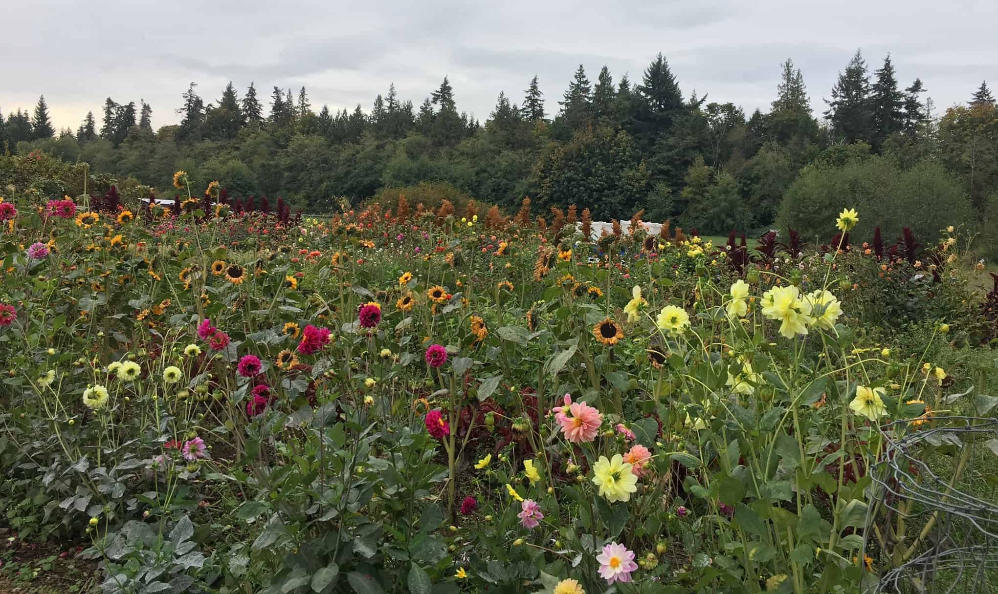 Medicine gardens help Indigenous kids in care stay culturally connected
