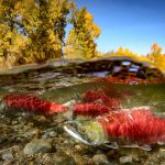 Bringing salmon back to the upper Columbia River will be the focus of a free online festival taking place from May 10th to 16th.
