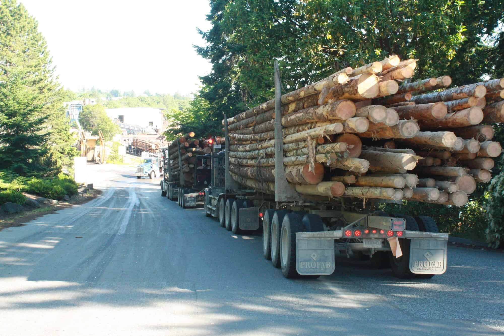 Will Fairy Creek trees be exported as raw logs?