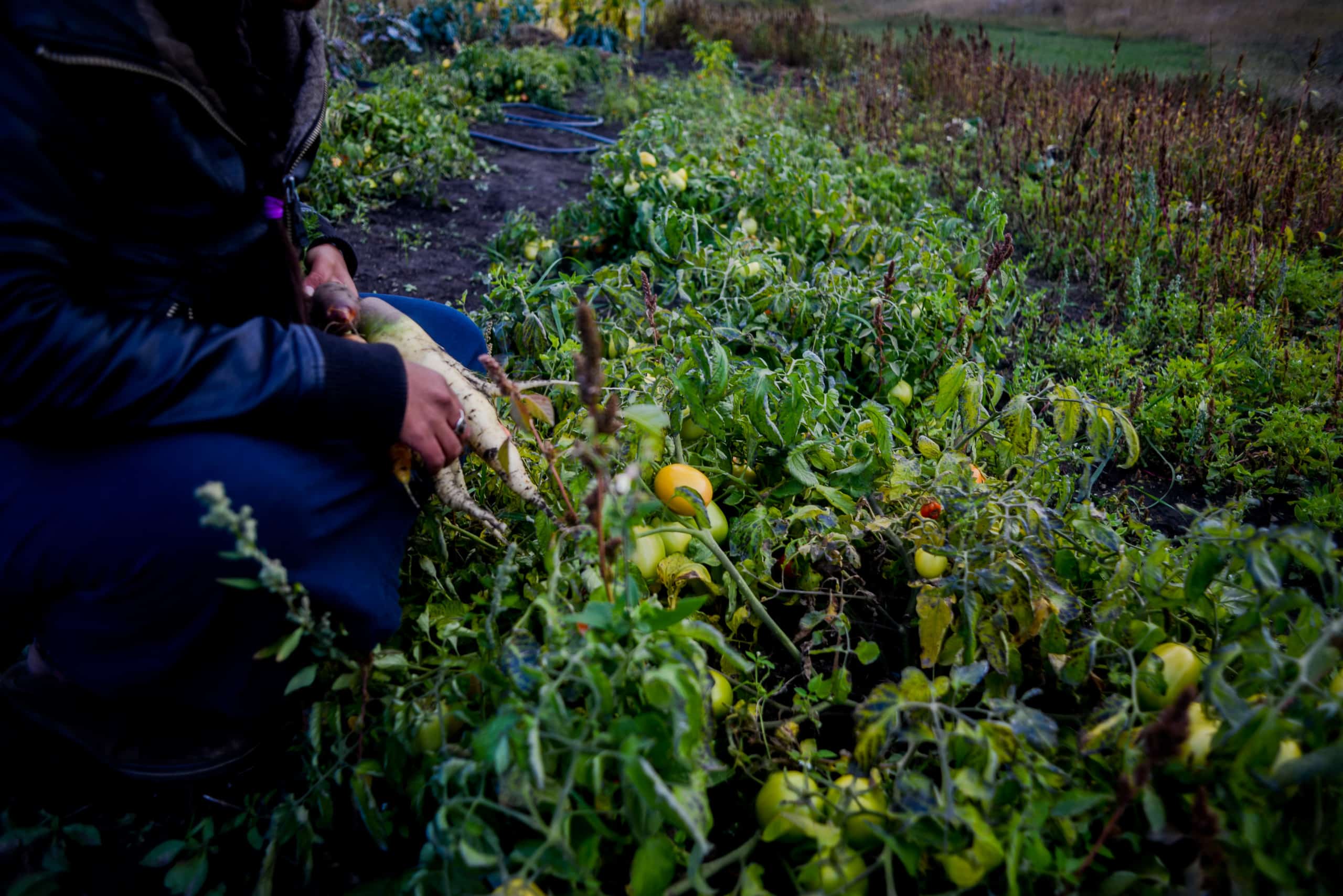 Taking Back the Dinner is about reclaiming our history, says Jessica Hernandez, an Indigenous scholar at the University of Washington on Duwamish lands.