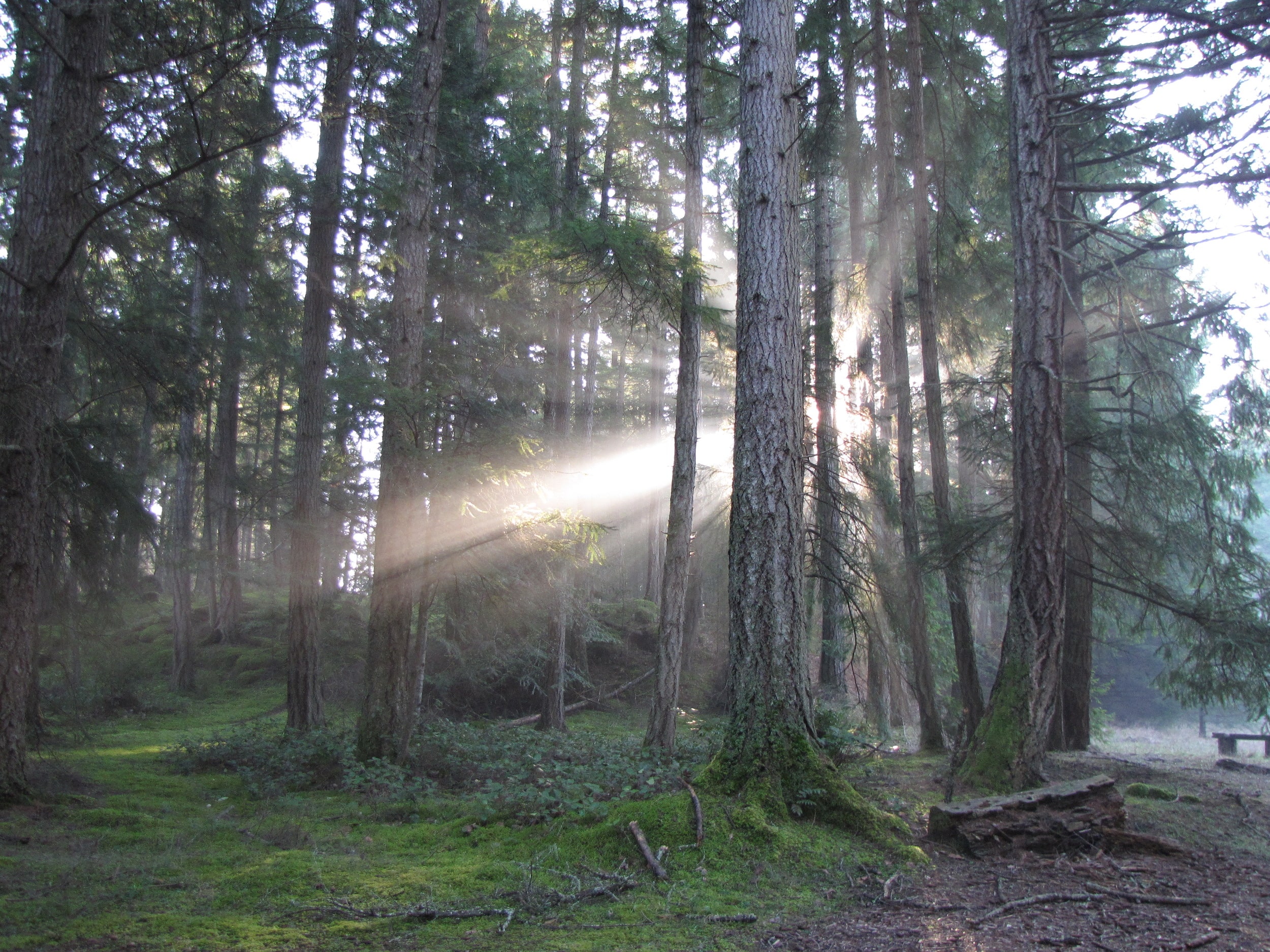 Indigenous and Western forest education find harmony at the Wildwood ecoforest