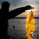 A silhouette of a Cascadia employee holding up a piece of seaweed that glows a golden yellow in the late afternoon sunshine.