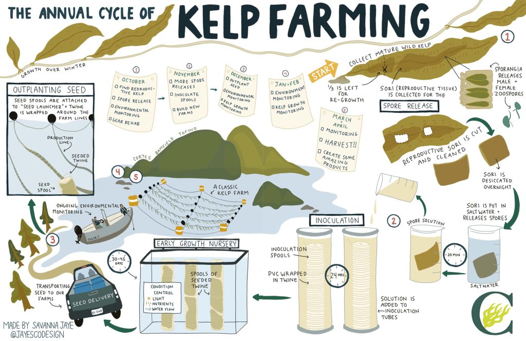 An illustration of the annual life cycle of kelp farming.