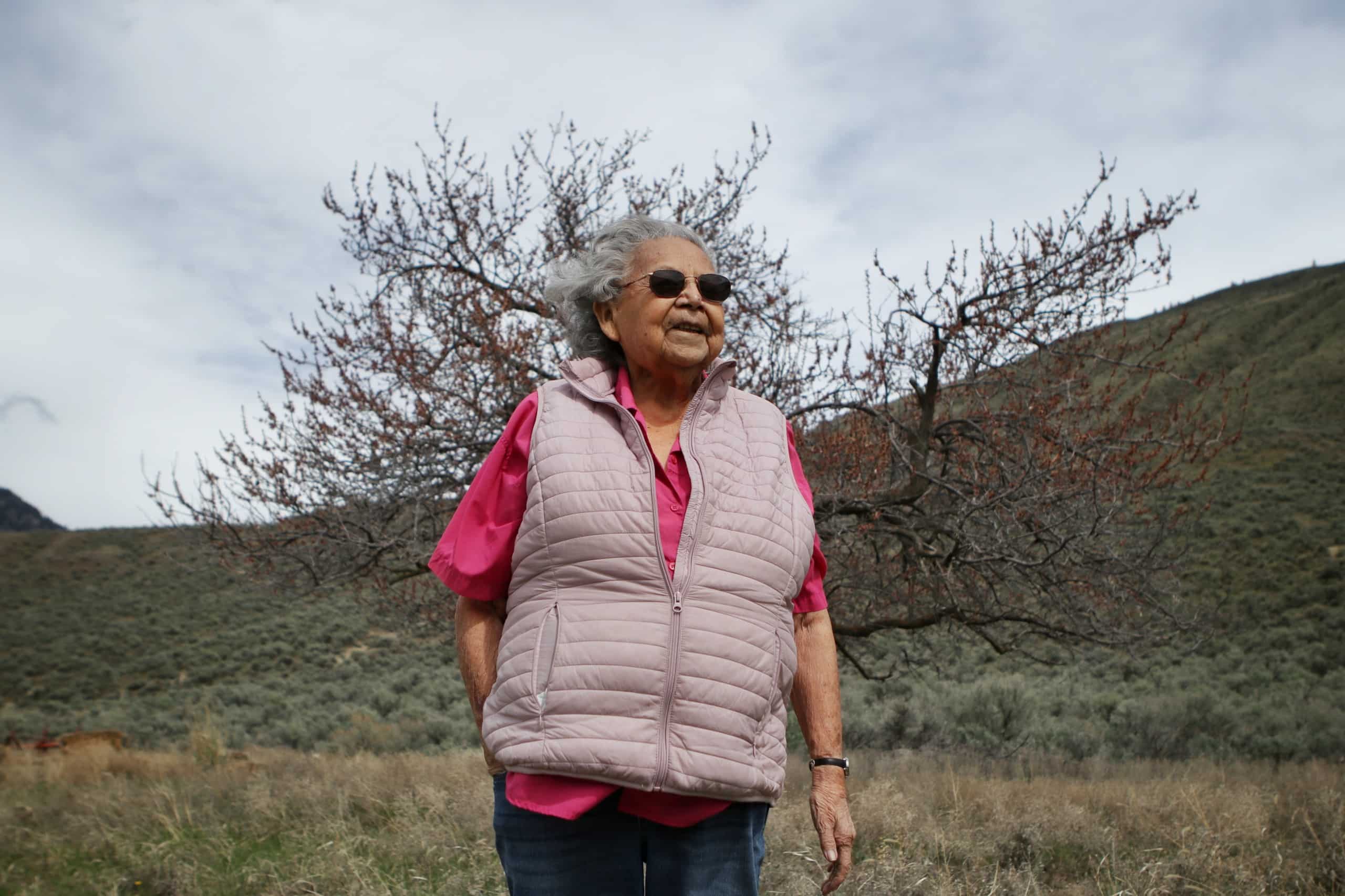 smelqmix rancher’s 100-year-old apricot tree revived for community orchard