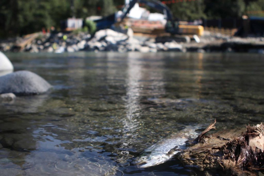 A dead fish along the shore of the Kw'ikw'iya:la (Coquihalla) River in S'olh Temexw in “Hope, B.C.” on Aug. 15, near the site of the Trans Mountain Expansion (TMX) project’s Coquihalla River crossing. Photo by Aaron Hemens