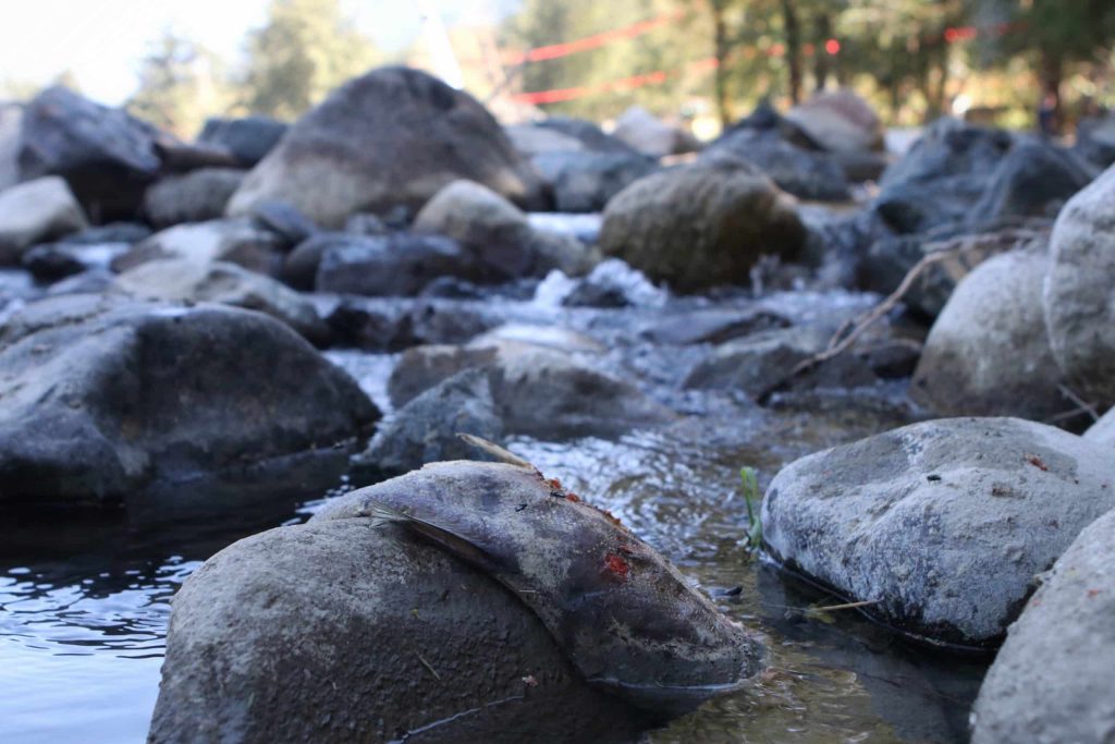 A dead fish is laying on a rock along the shore of the Kw'ikw'iya:la River in S'olh Temexw.