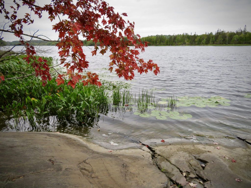Arrow root, lilies and red maple along the banks of the "Spanish River" provide wellness to us. 