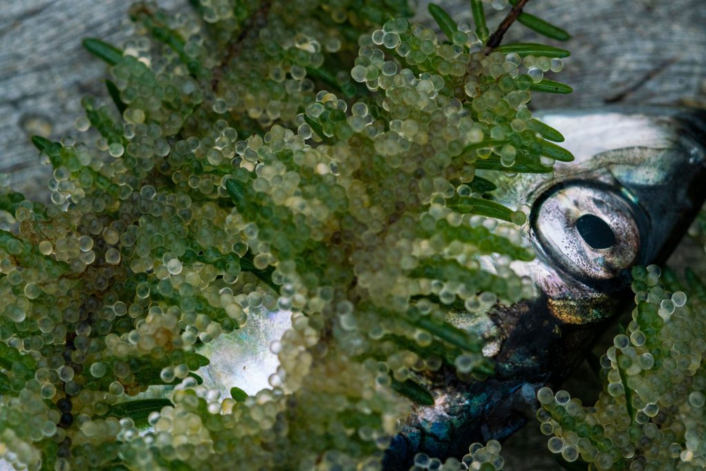 greenery laden with eggs and a single herring in the background are shown close up