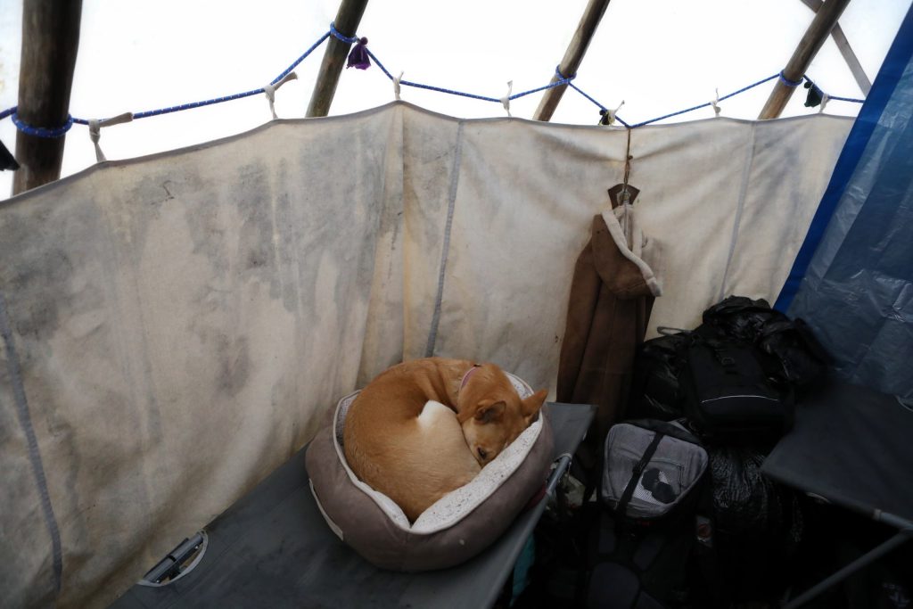 Caly the dog keeps warm inside of a tipi that was assembled along the Trans Mountain Pipeline Expansion (TMX) project’s route in “Burnaby” on Jan. 21. Photo by Aaron Hemens