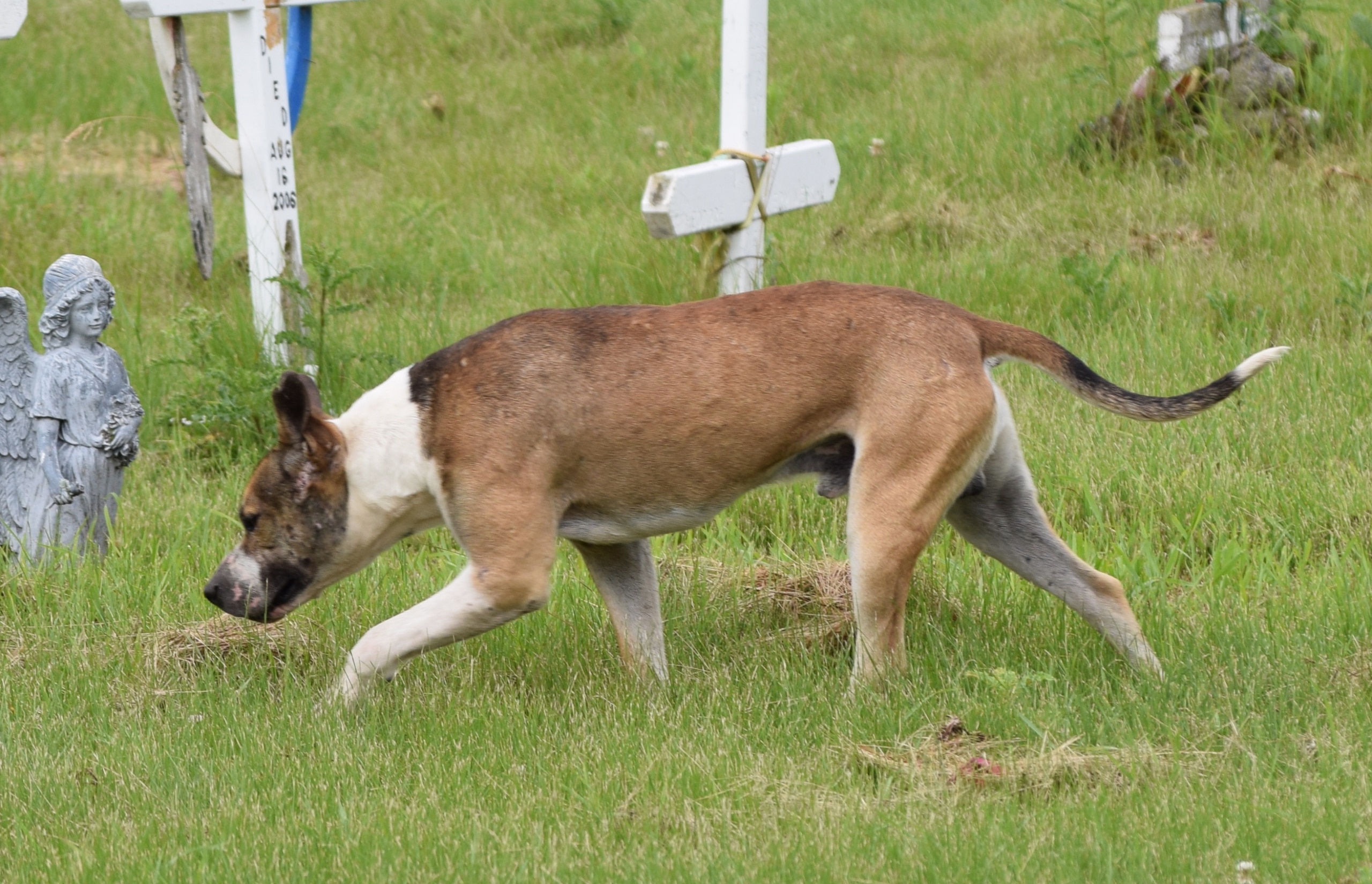 A dog is seen on a green lawn, in front of a white cross at Maskwacis..