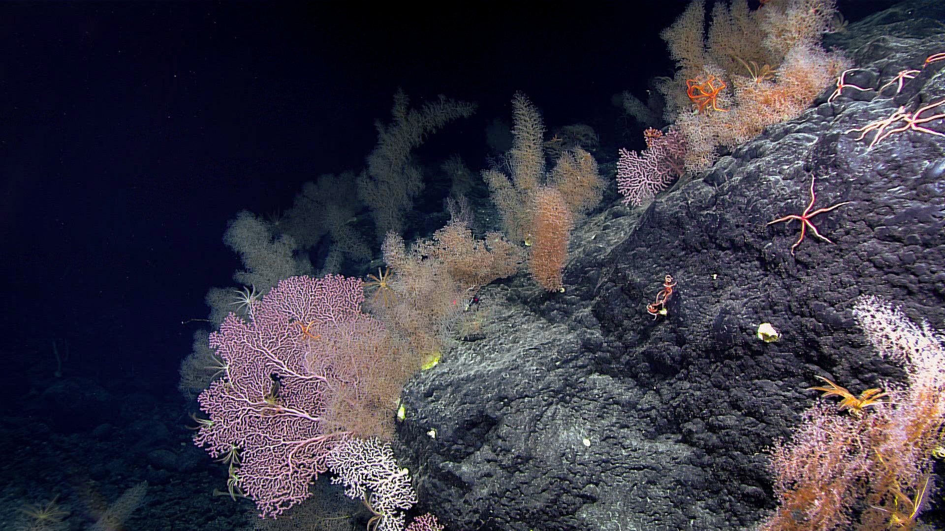 Pink and yellow coral is shown in this underwater photo.