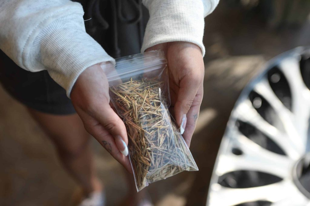 punłp (Juniper) mrimstn (medicine) bundles are being handed out for free to syilx Nation members by the Okanagan Nation Alliance to help keep the air in their homes clean from toxic chemicals found in wildfire smoke. Photo by Aaron Hemens