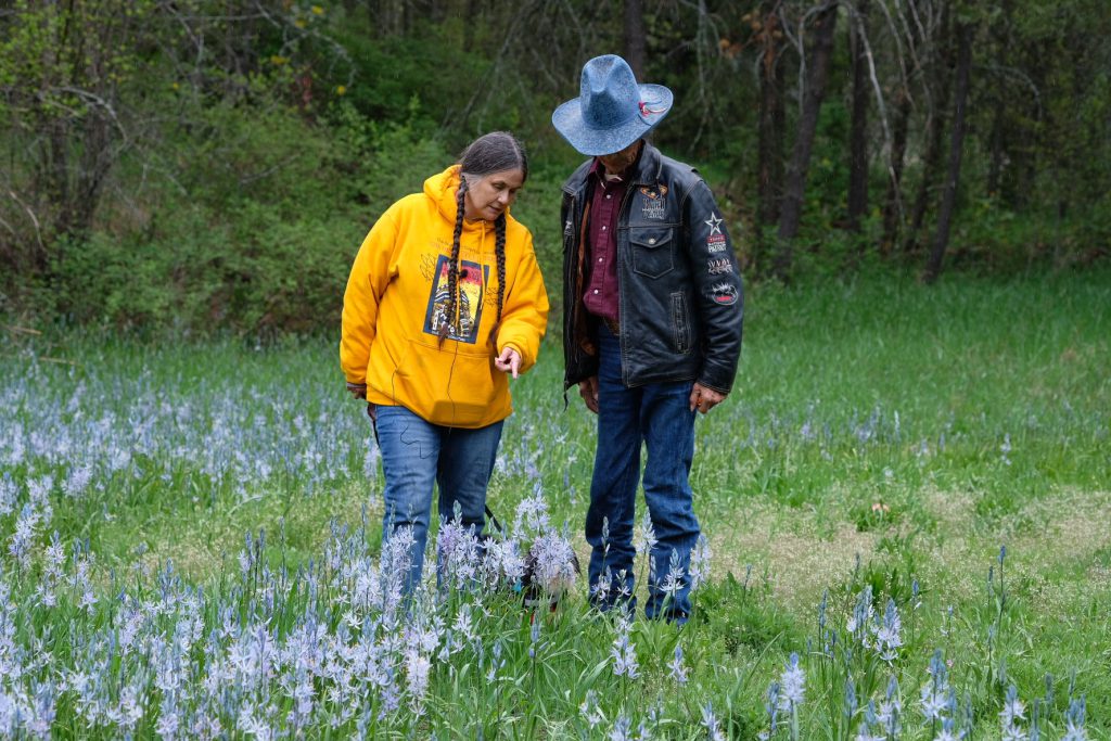 Sinixt territorial land advisor Shelly Boyd and Elder Ulxnica stand in a Sinixt camas field at kp'ítl'els place of the bitterroot (Castlegar, B.C.). Root gardens like camas and bitterroot flourish in fire-disturbed environments, said Desautel. Photo by Mike Graeme