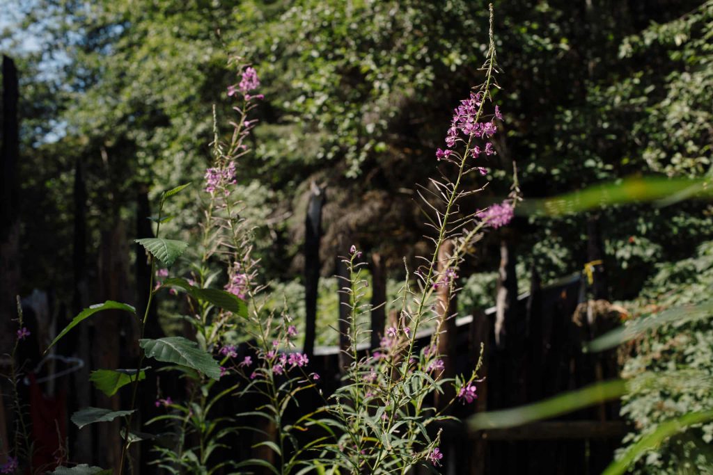 Fireweed grows in front of the gate at Savage Patch camp in Pacheedaht territory near “Port Renfrew” on “Vancouver Island” on Aug. 7, 2023. Photo by Amber Bracken 