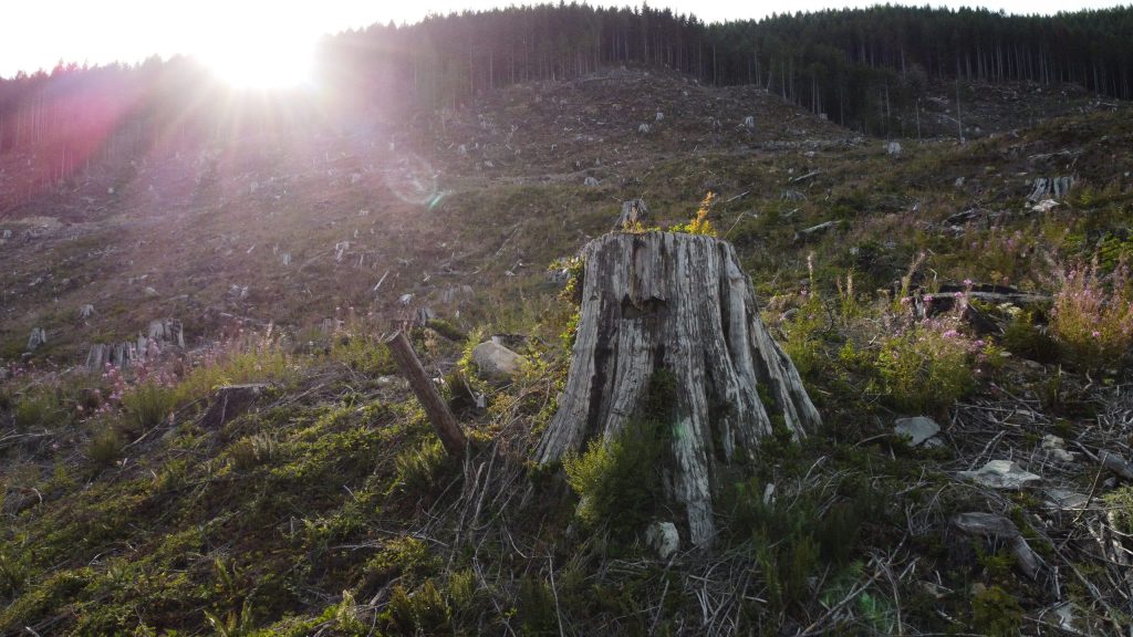 A cut block in Pacheedaht territory near “Port Renfrew”  on “Vancouver Island”  on Aug. 7, 2023. Photo by Amber Bracken