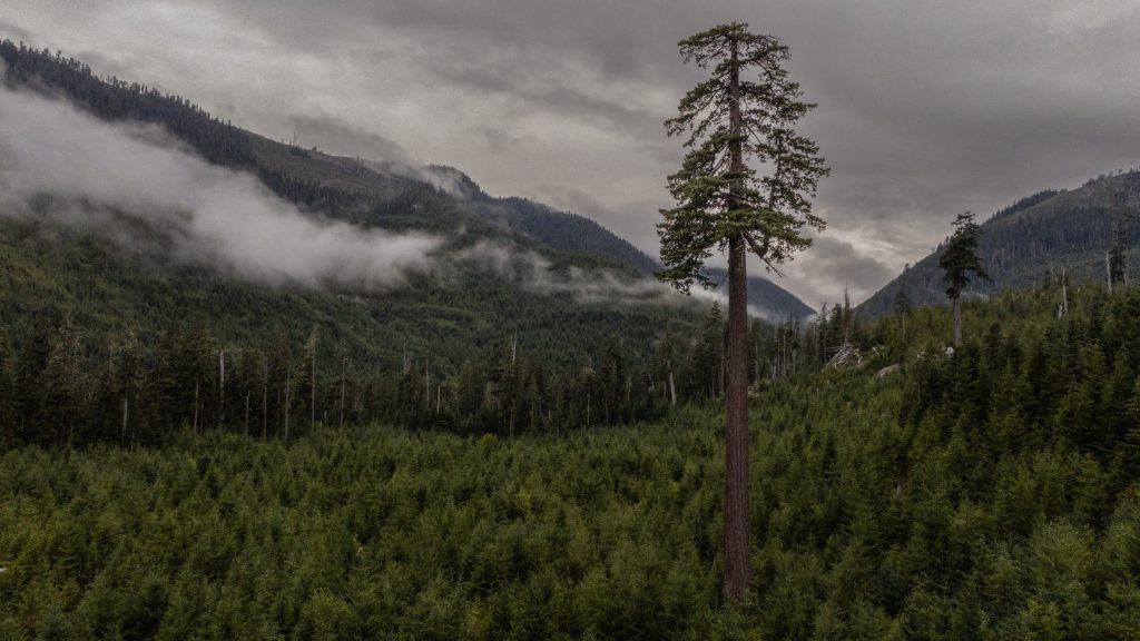 "Big Lonely Doug", a coast Douglas-fir tree and the second largest Douglas-fir in “Canada,” in Pacheedaht territory near “Port Renfrew” on “Vancouver Island”  on Aug. 8, 2023. The old growth stand was logged in 2012 but nearby Eden grove is still standing, and unprotected from logging. Photo by Amber Bracken 