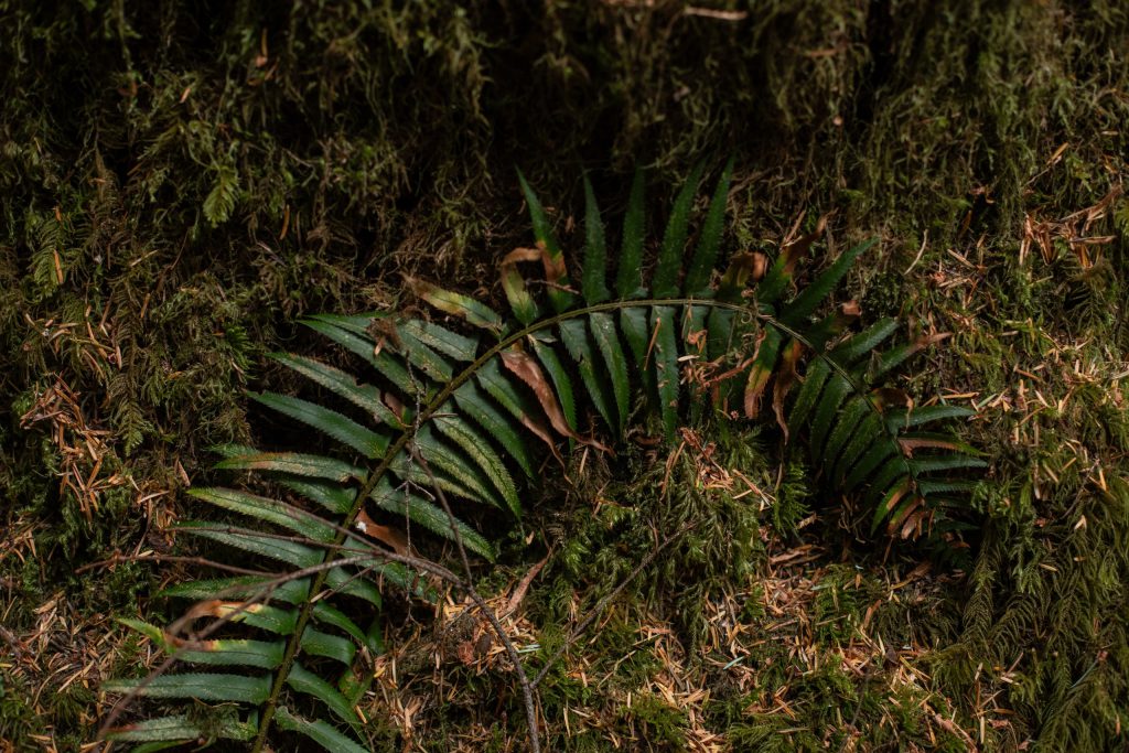 The dry understory in the forest at Savage Patch camp in Pacheedaht territory near “Port Renfrew” on “Vancouver Island” on Aug.  8, 2023. Photo by Amber Bracken
