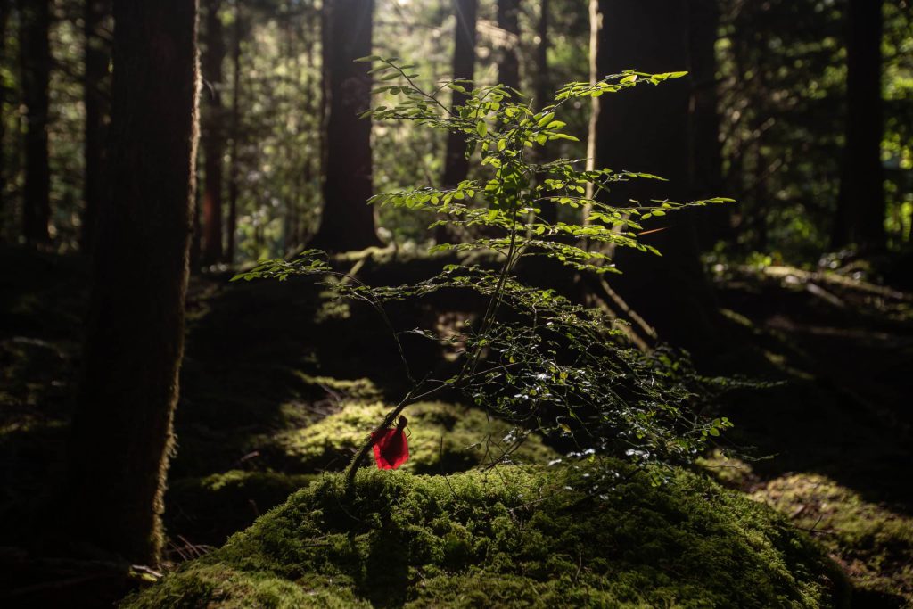 A prayer tie in the forest at Savage Patch, a camp blockading old growth logging, in Pacheedaht territory near “Port Renfrew” on “Vancouver Island” on Aug. 14, 2023. At least three people were arrested. Photo by Amber Bracken 