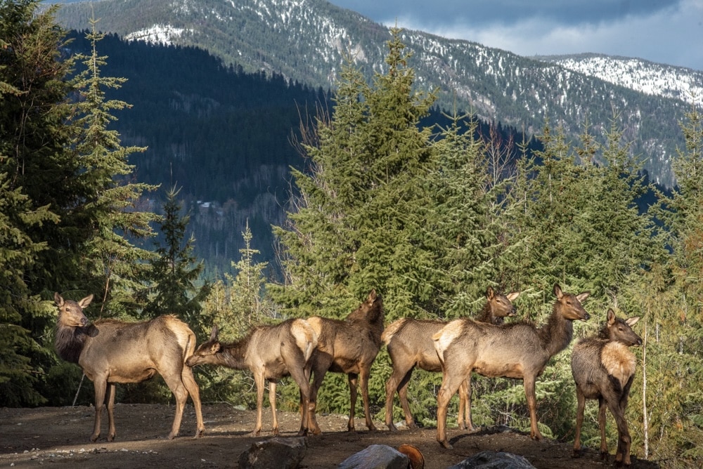 A herd of elk grazes on Sinixt homelands between kp'ítl'els place of the bitterroot (Castlegar) and ki’yamələp place of dead trees (Nelson). Photo by Mike Graeme