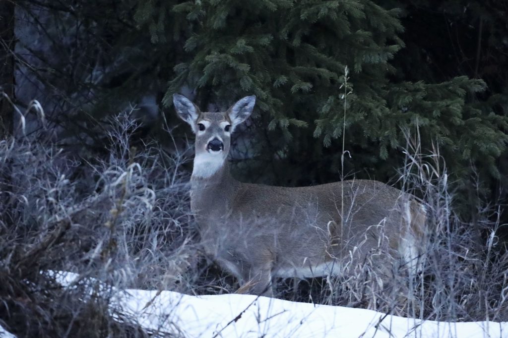 A deer is visible near the Joe Rich community on Jan. 31, 2024, which is located just outside of Kelowna, British Columbia. The community is in close proximity to a cherry orchard expansion site near a key wildlife corridor that ribbons around the Okanagan Mountain Provincial Park and Kalamalka Lake Provincial Park. Aaron Hemens/IndigiNews via AP