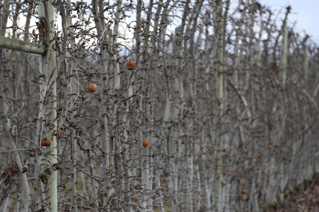 A fruit orchard owned by Sandher Fruit Packers sits in Kelowna, British Columbia, on Feb. 8, 2024. The fruit growing company is developing an orchard near a key wildlife corridor that ribbons around the Okanagan Mountain Provincial Park and Kalamalka Lake Provincial Park. Aaron Hemens/IndigiNews via AP