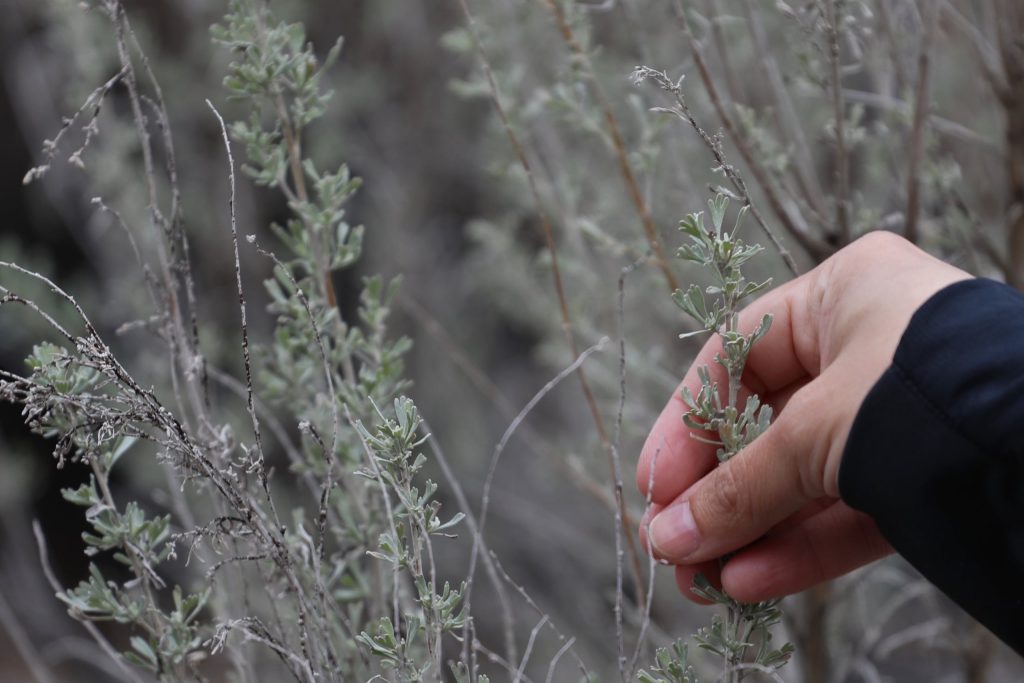 sknir̓mn (Buttercup) Anona Kampe examines the leaves of qʷl̓qʷlm̓niłp (Big sagebrush) during a community tour of “Summerland’s” Ornamental Gardens in her homelands on March 22. Photo by Aaron Hemens