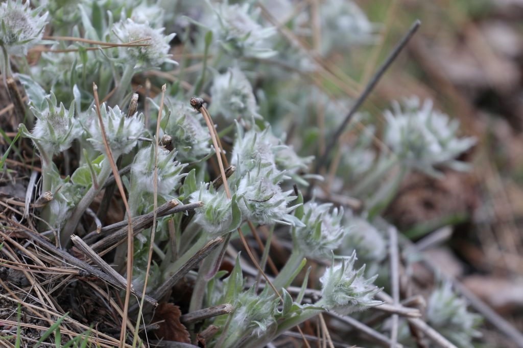 A closeup of soon-to-blossoming smúkʷaʔxn (arrowleaf balsamroot) at “Summerland’s” Ornamental Gardens in her homelands on March 22. Photo by Aaron Hemens