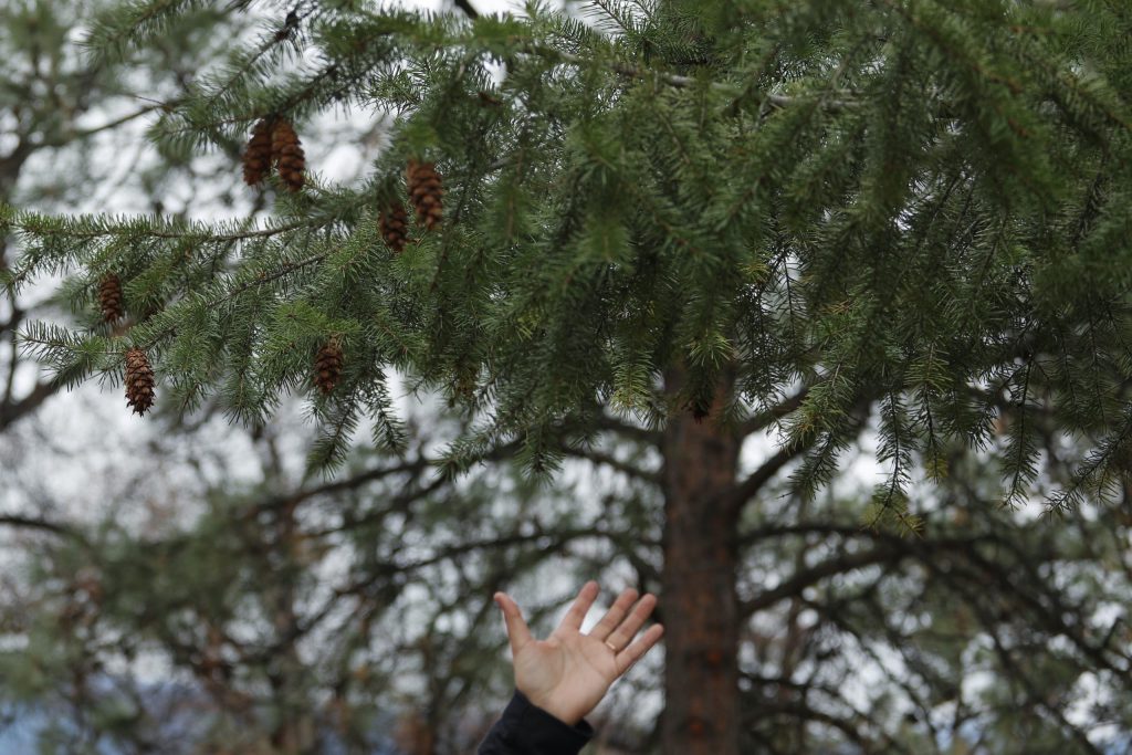 sknir̓mn (Buttercup) Anona Kampe gestures to fir boughs of ćqiɬp (douglas fir tree) during a community tour of “Summerland’s” Ornamental Gardens in her homelands on March 22. Photo by Aaron Hemens