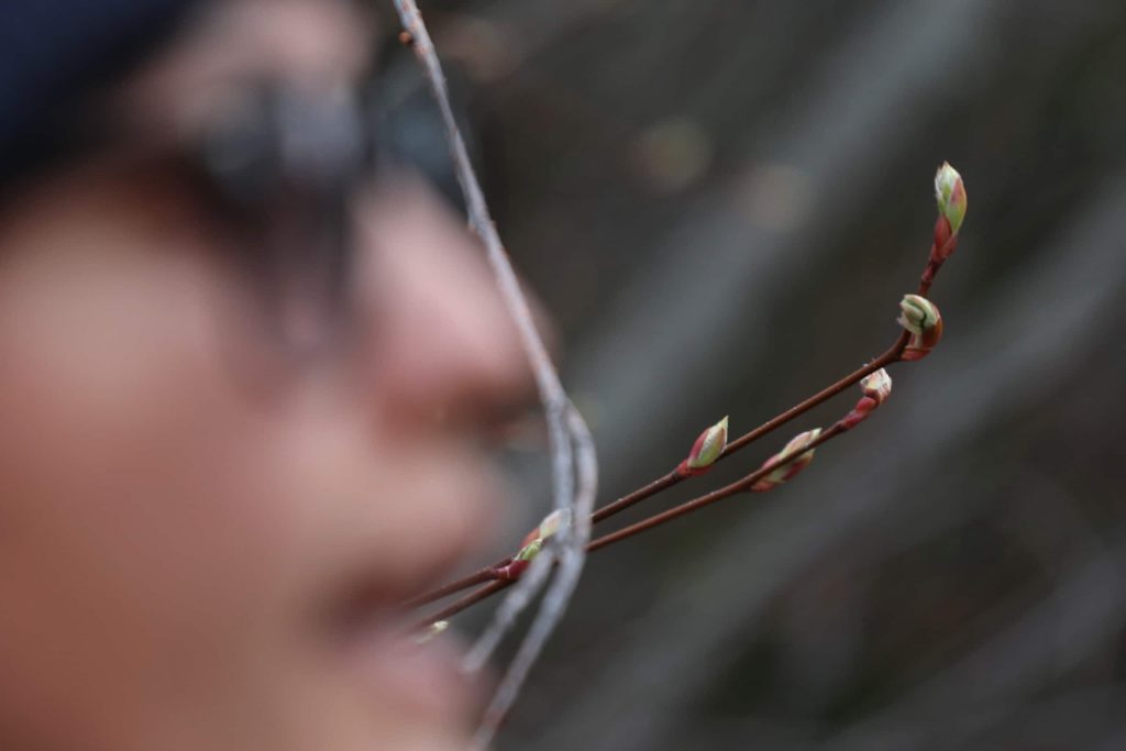 síyaʔ (Saskatoon berry) buds bloom behind sknir̓mn (Buttercup) Anona Kampe during a community tour of “Summerland’s” Ornamental Gardens in her homelands on March 22. Photo by Aaron Hemens