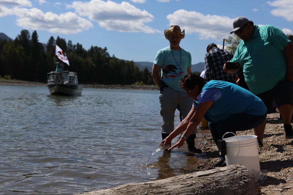 A community member sets salmon fry free into nx̌ʷntk’ʷitkʷ (the Columbia River) in snɬuxwqnm (Castlegar) in syilx Okanagan territory during a ceremonial release hosted by the Okanagan Nation Alliance on May 13, 2024. Photo by Aaron Hemens