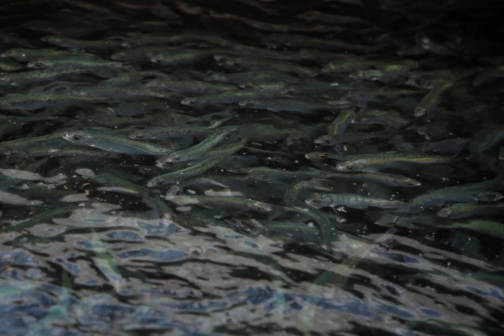Salmon fry swim in a tank before being released into Slocan Lake in syilx Okanagan territory during a ceremonial release hosted by the Okanagan Nation Alliance on May 13, 2024. Photo by Aaron Hemens