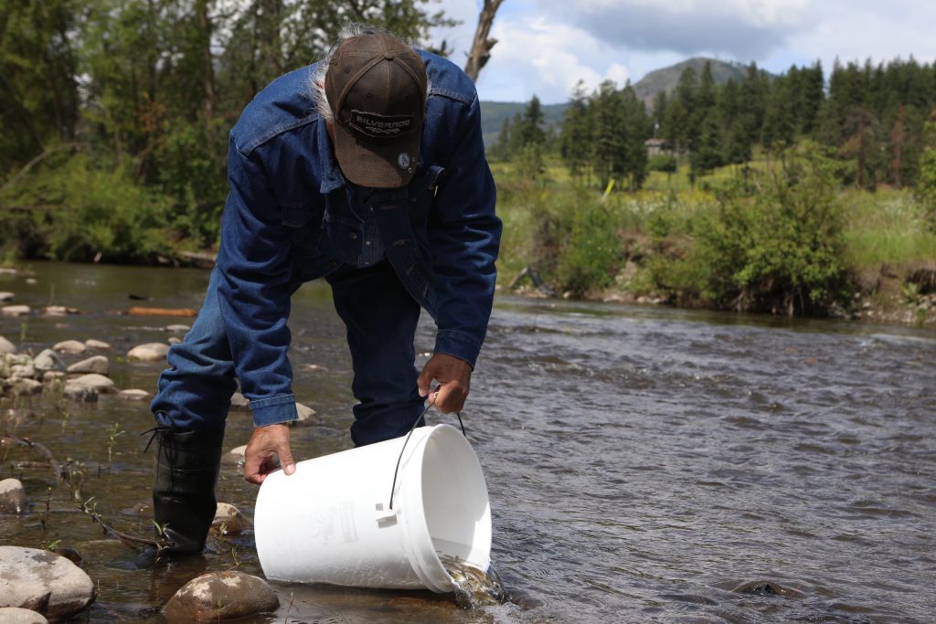 Eric Mitchell, a syilx knowledge keeper, releases a bucket of salmon fry into the Salmon River in syilx Okangan territory during a salmon ceremonial release hosted by the Okanagan Nation Alliance on June 19, 2024. Photo by Aaron Hemens