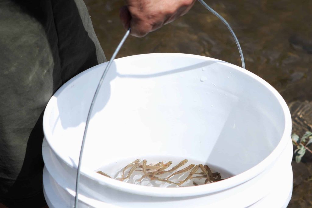 A bucket of salmon fry prior to being released into the Salmon River in syilx Okanagan territory during a ceremonial release hosted by the Okanagan Nation Alliance on June 19, 2024. Photo by Aaron Hemens