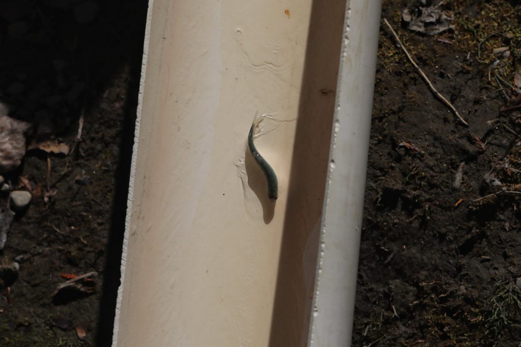A salmon fry swims down a tube into Mission Creek in syilx Okanagan territory during a ceremonial release hosted by the Okanagan Nation Alliance on May 8, 2024. Photo by Aaron Hemens