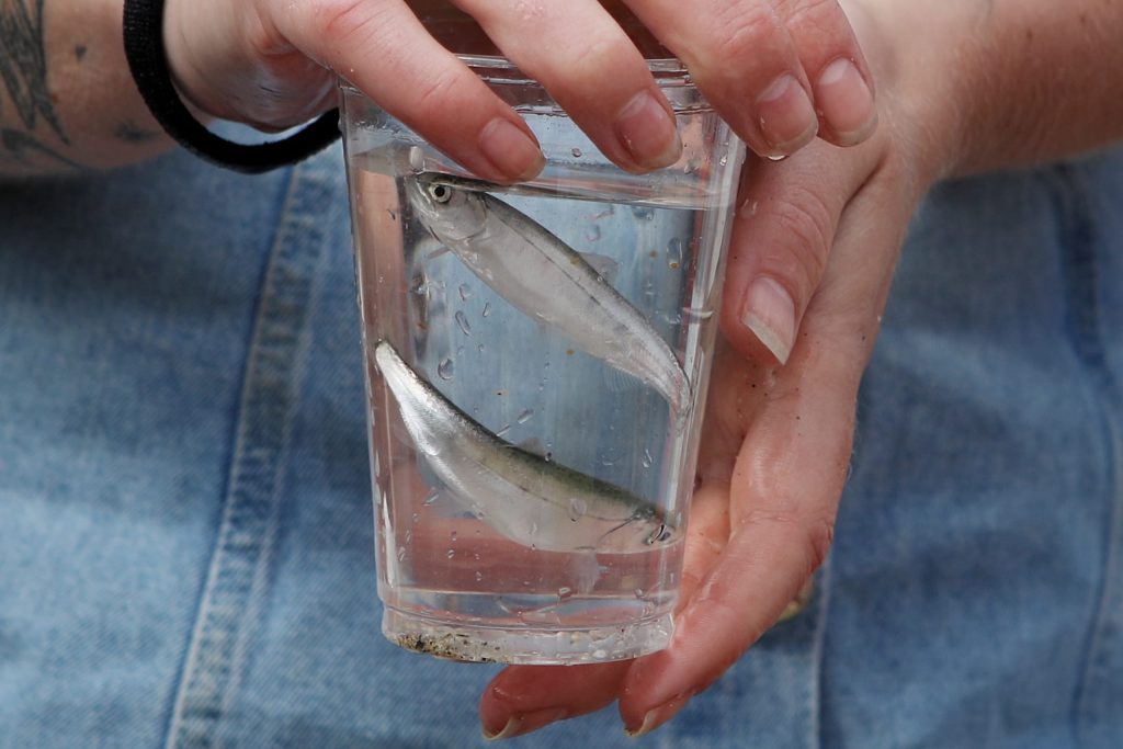 Salmon fry swim in a cup before being released into Slocan Lake in syilx Okanagan territory during a ceremonial release hosted by the Okanagan Nation Alliance on May 13, 2024. Photo by Aaron Hemens