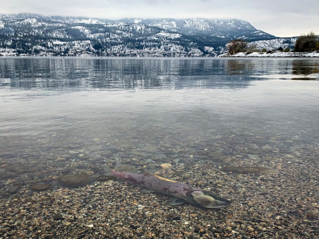 An adult sc̓win (Okanagan sockeye salmon) swims alone in kɬúsx̌nítkʷ (Okanagan Lake) by a shoreline in kiʔláwnaʔ (Kelowna) in syilx Okanagan territory in November 2022. Due to settler-colonialism, any presence of salmon in the lake in the last 70 years has been rare, but efforts to create a waterway that would result in unimpeded salmon passage from sq'awsitkʷ (Okanagan River) into the lake will soon change that. Photo by Aaron Hemens