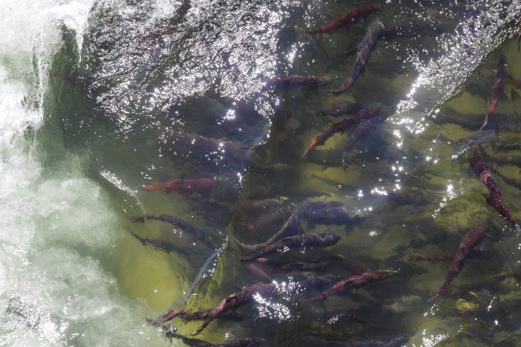 Dozens of adult sc̓win (sockeye salmon) swim near a dam at sx̌ʷəx̌ʷnitkʷ (Okanagan Falls Provincial Park) on Aug. 29, 2024. Photo by Aaron Hemens