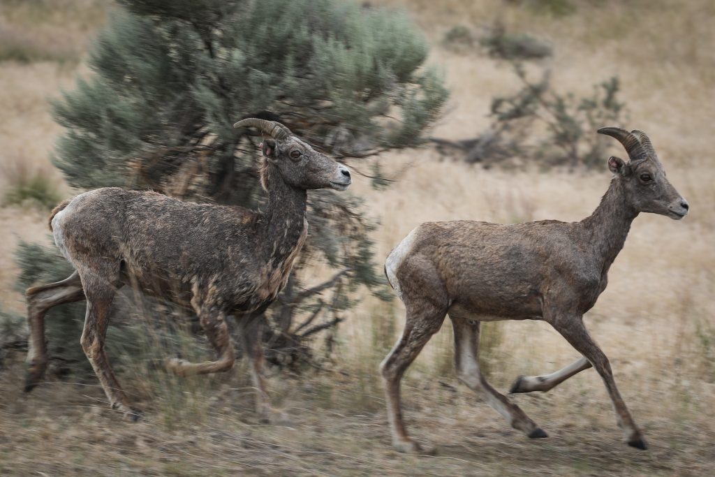 yilíkʷlxkn (Bighorn Sheep) at the sheep pen on Penticton Indian Band land in syilx territory on July 9. Photo by Aaron Hemens