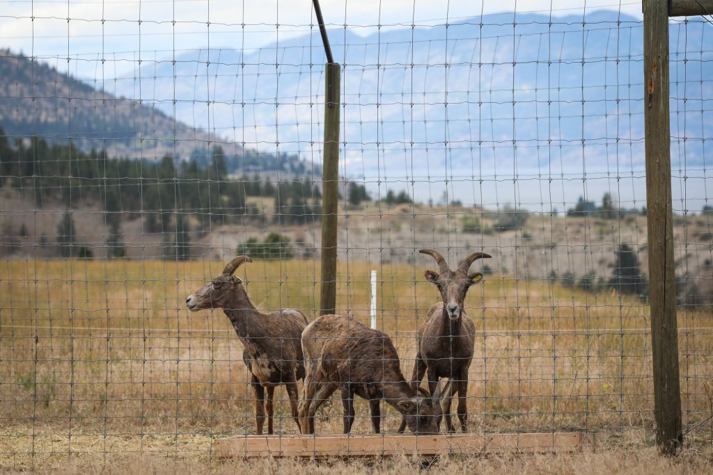 yilíkʷlxkn (bighorn sheep) eat feed at a sheep pen on Penticton Indian Band land in syilx territory on July 9. The sheep pen is the hub of a 12-to-18-month-long research project dedicated to developing a drug for treating a life-threatening skin disease impacting the sheep population in the region. Photo by Aaron Hemens