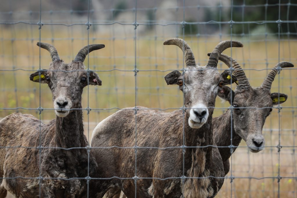 yilíkʷlxkn (Bighorn Sheep) at the sheep pen on Penticton Indian Band land in syilx territory on July 9. Photo by Aaron Hemens