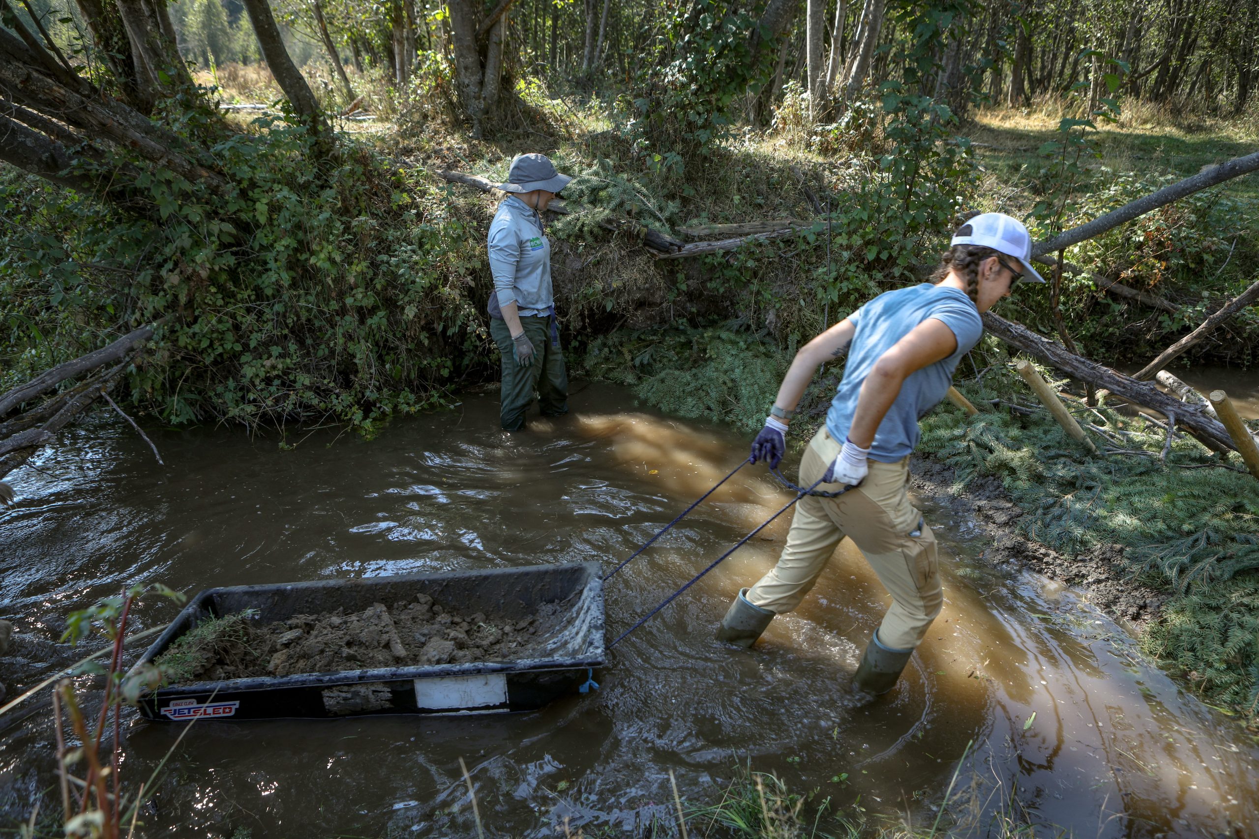 Across syilx territories, people are imitating beavers — and hoping for their return