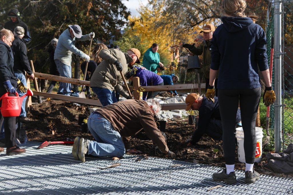 Community members plant trees and shrubs in the land surrounding the fish passage site at Okanagan Lake Dam in sn’pink’tn (Penticton) on Nov. 7. Photo by Aaron Hemens