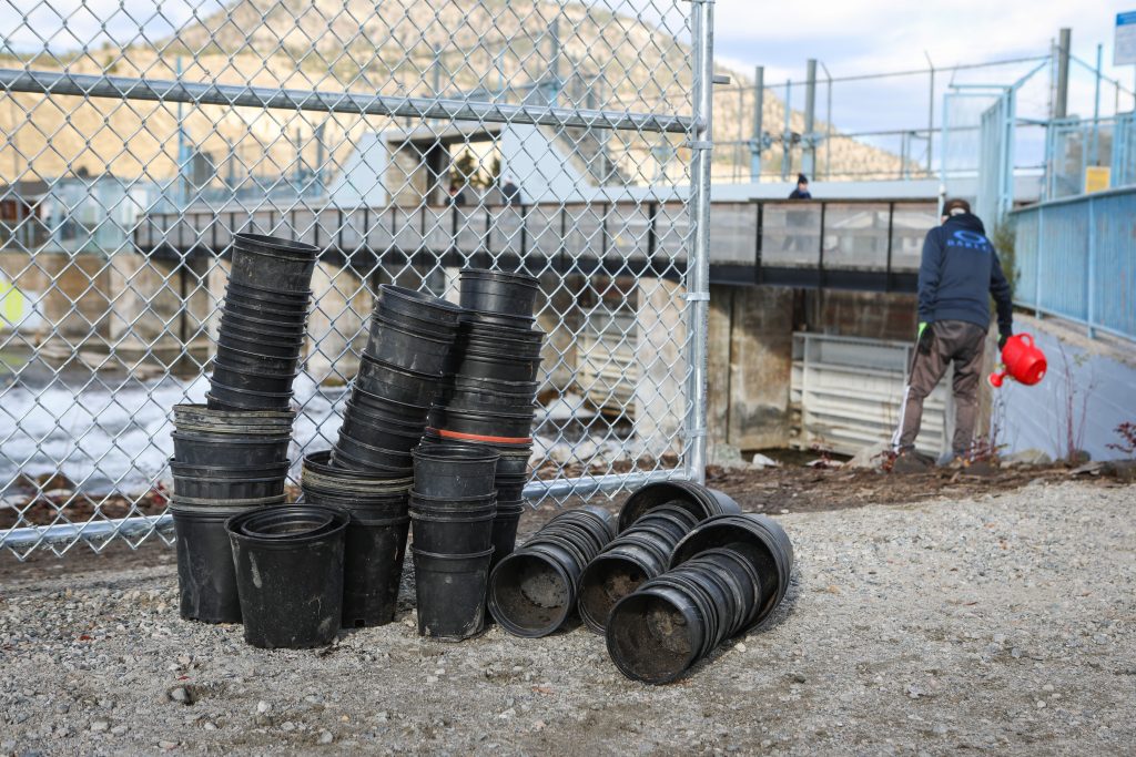 Empty plant pots are stacked around the fish passage site at Okanagan Lake Dam in sn’pink’tn (Penticton) during a community planting event on Nov. 7. Photo by Aaron Hemens