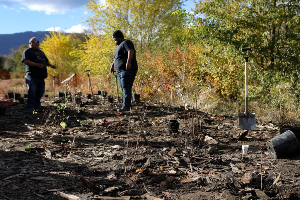 Recently planted trees and shrubs at the fish passage site at Okanagan Lake Dam in sn’pink’tn (Penticton) on Nov. 7. Photo by Aaron Hemens